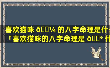 喜欢猫咪 🌼 的八字命理是什么「喜欢猫咪的八字命理是 💮 什么样子」